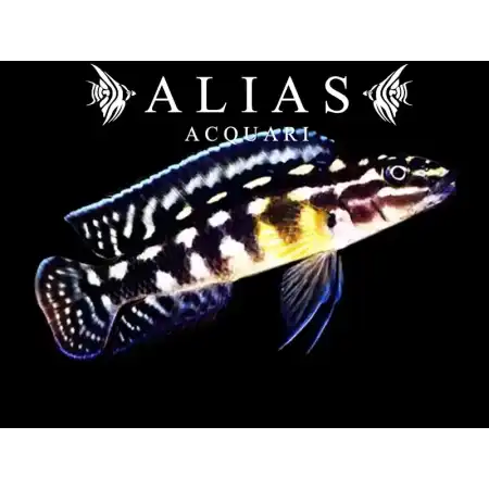 Julidochromis transcriptus «Gombi»
