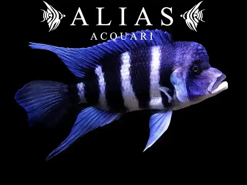 Cyphotilapia Frontosa