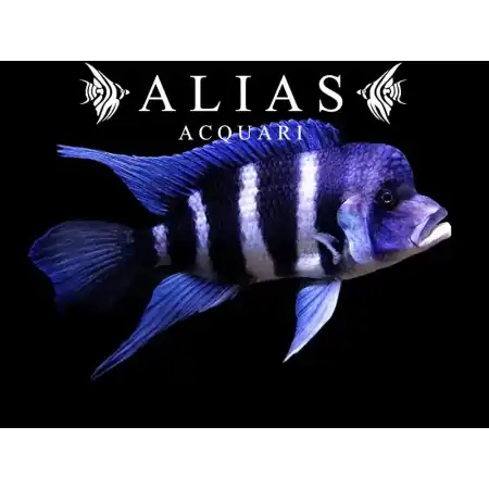 Cyphotilapia Frontosa