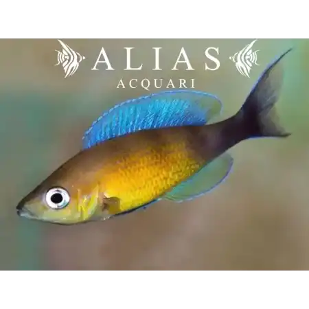 Cyprichromis leptosoma «Jumbo Turquoise Flame»