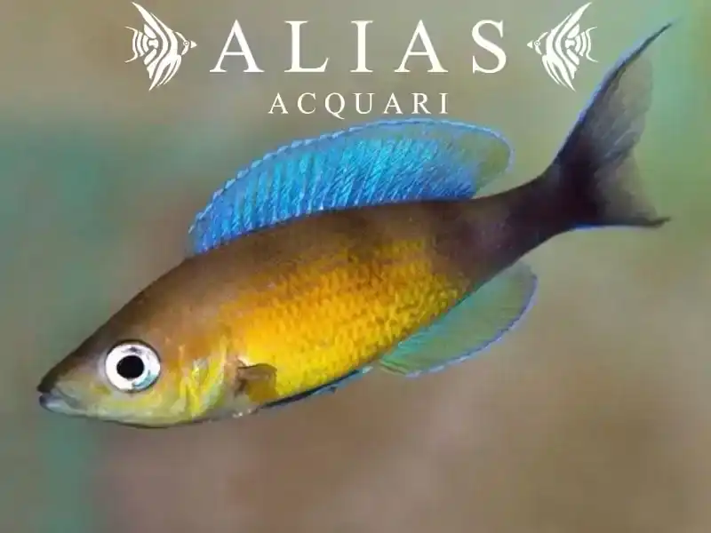 Cyprichromis leptosoma «Jumbo Turquoise Flame»