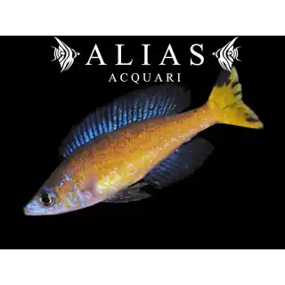 Cyprichromis microlepidotus Kasai