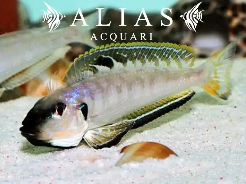 Enantiopus melanogenys «Kigoma»