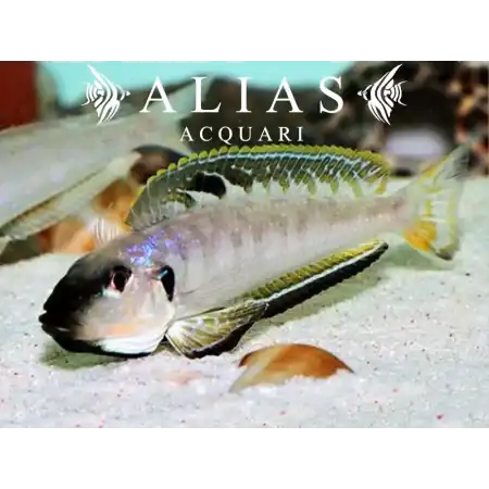 Enantiopus melanogenys «Kigoma»