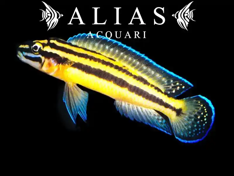 Julidochromis regani «Kipili»