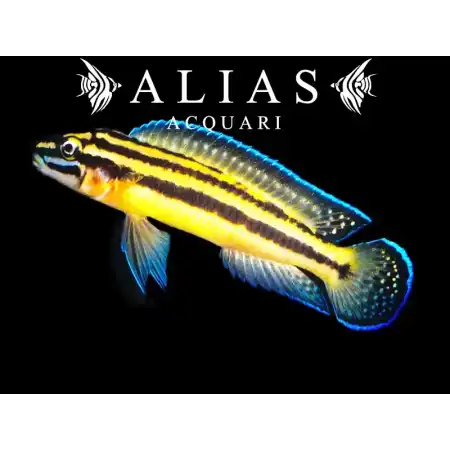 Julidochromis regani «Kipili»