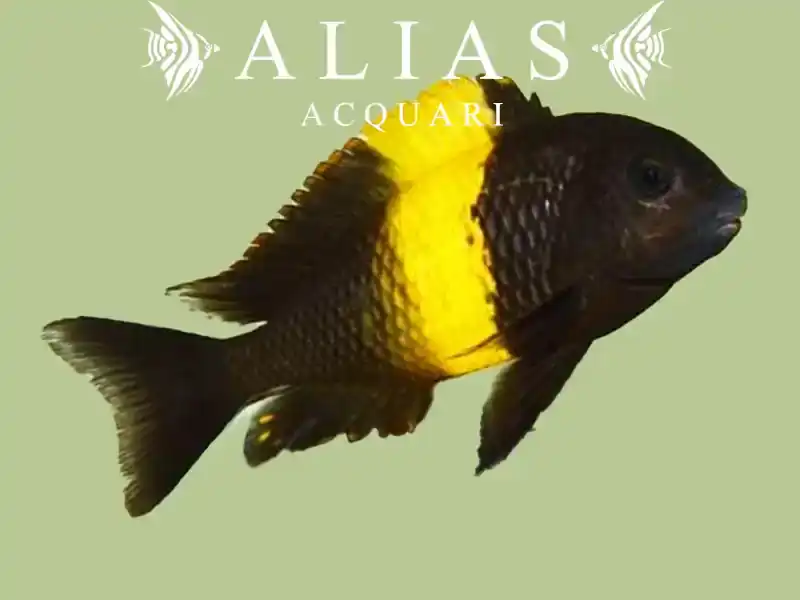 Tropheus moorii «Kiriza»