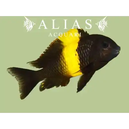 Tropheus moorii «Kiriza»