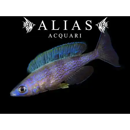 Cyprichromis microlepidotus «Kiriza»