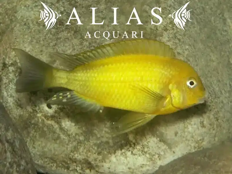 Tropheus moorii Kiriza yellow