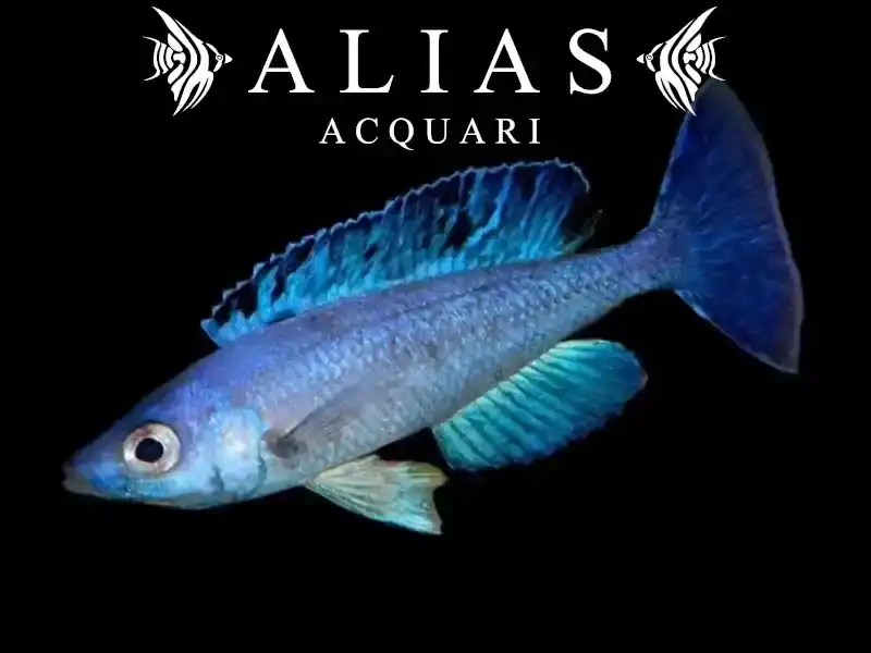 Cyprichromis leptosoma «Jumbo Kitumba»