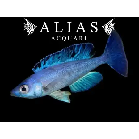 Cyprichromis leptosoma «Jumbo Kitumba»