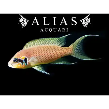 Neolamprologus brichardi