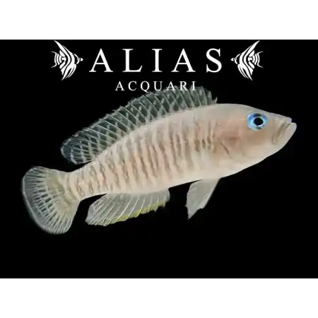 Neolamprologus multifasciatus