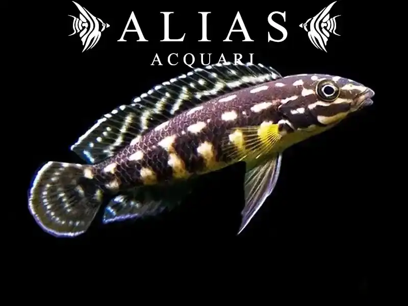 Julidochromis marlieri