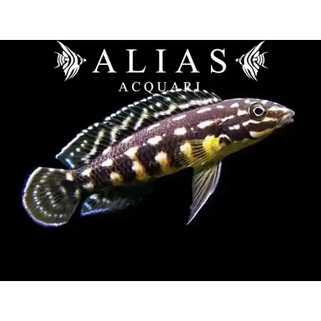 Julidochromis marlieri