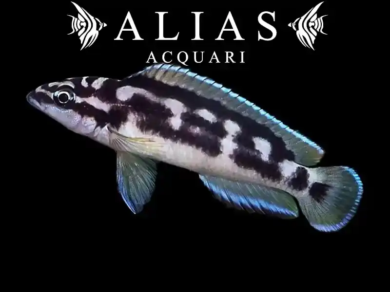Julidochromis transcriptus