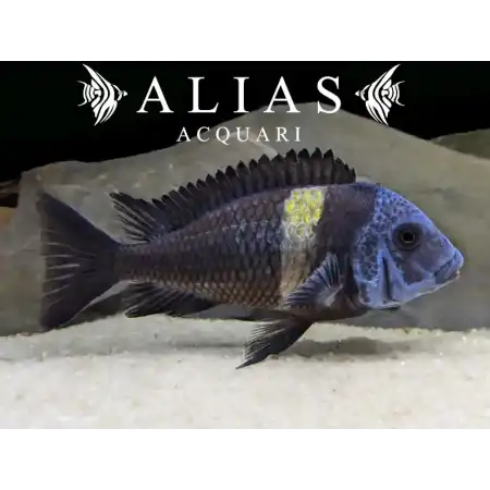 Tropheus duboisi «Maswa»