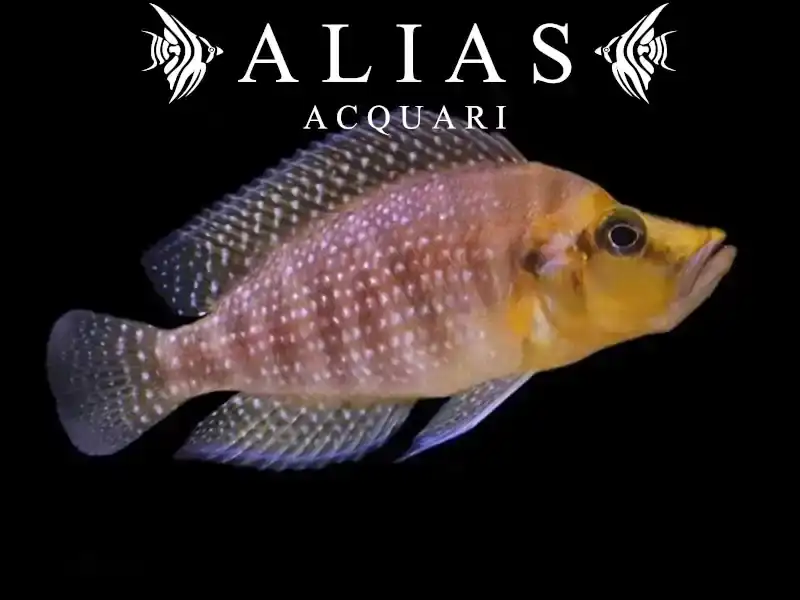 Altolamprologus compressiceps «Mutondwe»