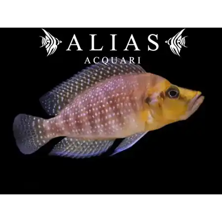 Altolamprologus compressiceps «Mutondwe»