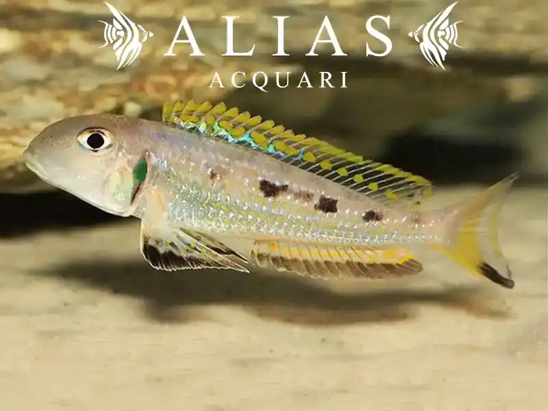 Xenotilapia ochrogenys ndole