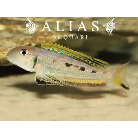 Xenotilapia ochrogenys ndole