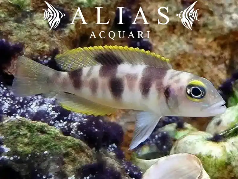 Neolamprologus boulengeri