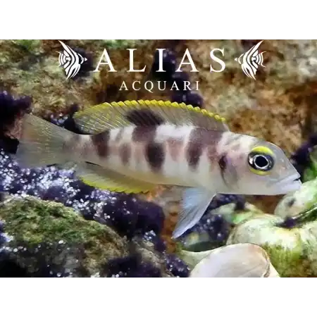 Neolamprologus boulengeri