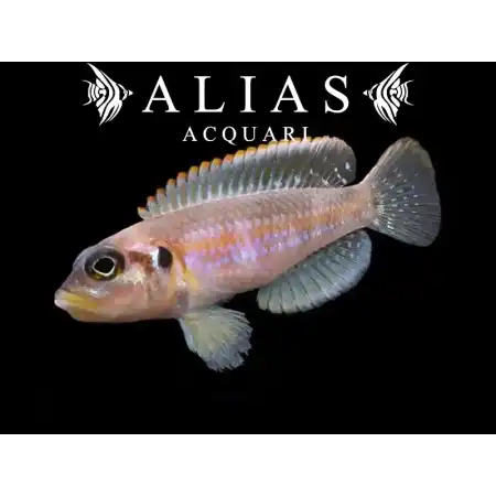 Lamprologus Ocellatus