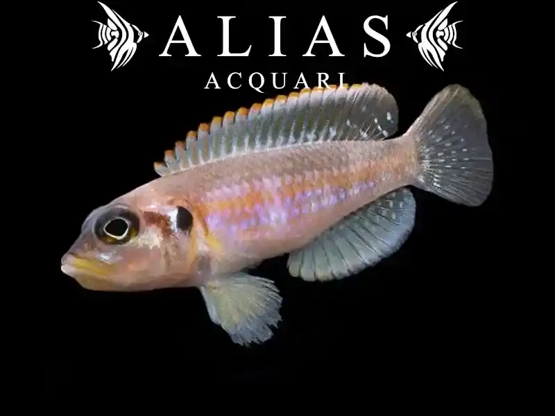 Lamprologus Ocellatus