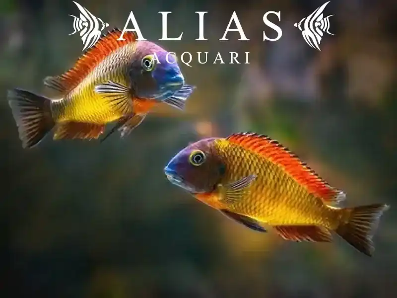 Tropheus moorii «Orange II»