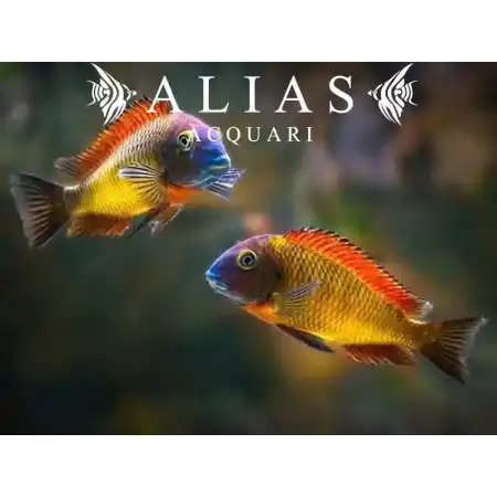 Tropheus moorii «Orange II»