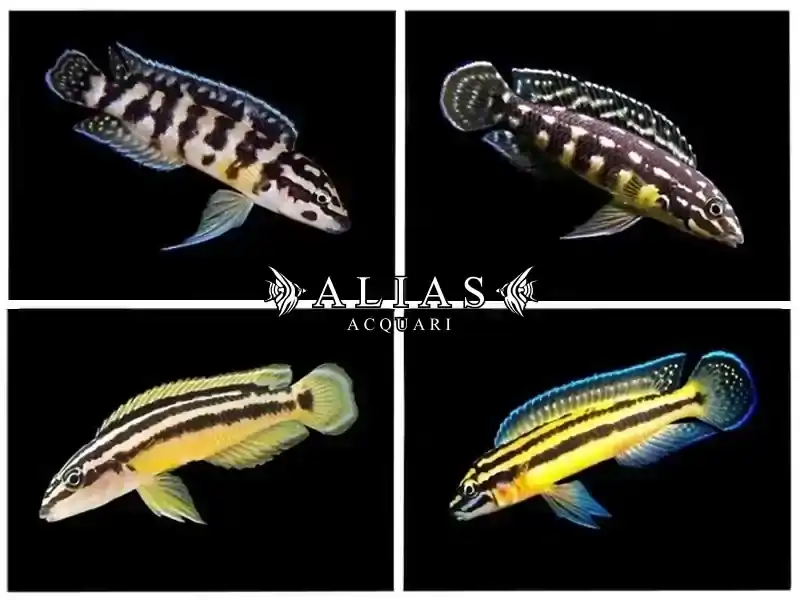 Julidochromis Mixed