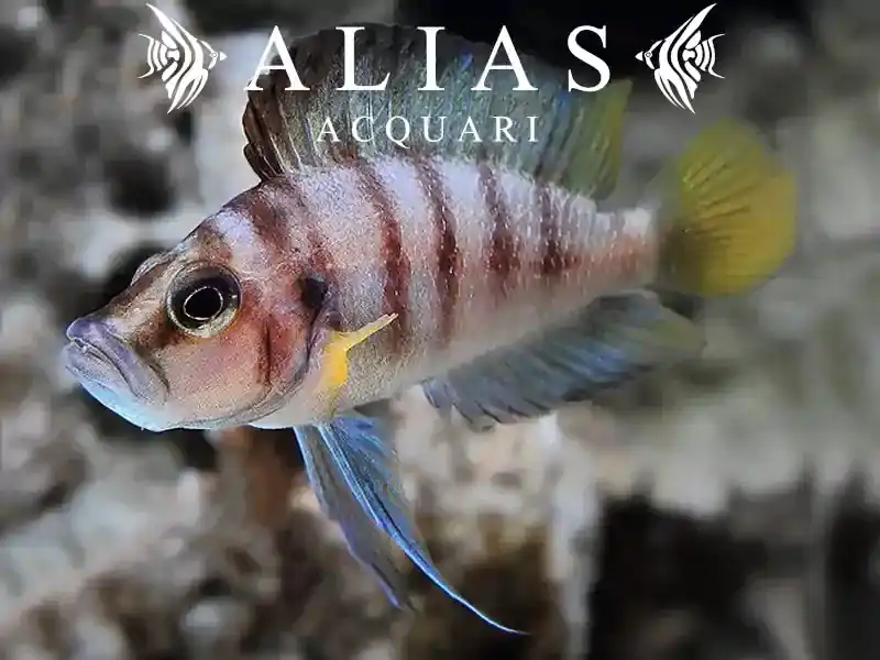 Altolamprologus compressiceps «Sumbu Shell»