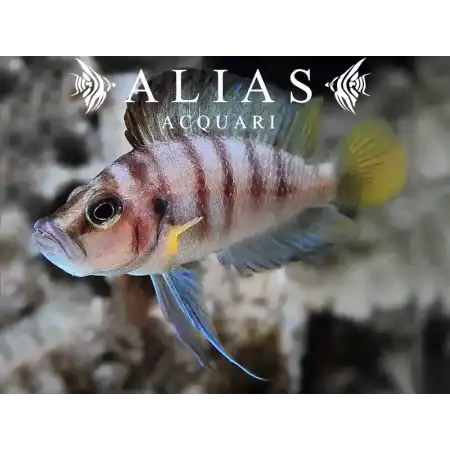 Altolamprologus compressiceps «Sumbu Shell»