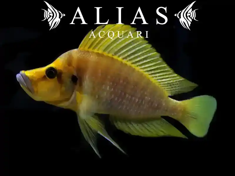 Lamprologus compressiceps «Titcha Mandarin»