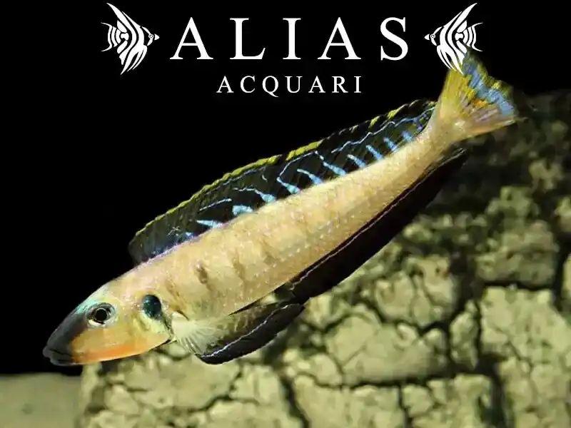 Enantiopus melanogenis Utinta