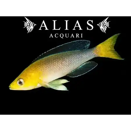 Cyprichromis leptosoma «Jumbo Yellow»