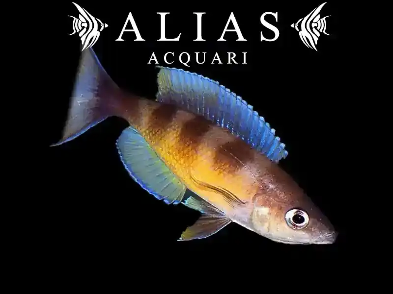 Cyprichromis Zonatus