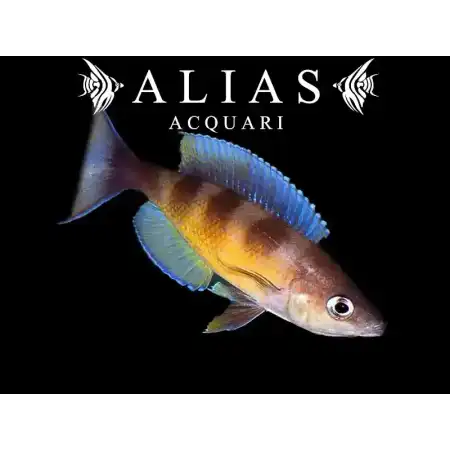 Cyprichromis Zonatus