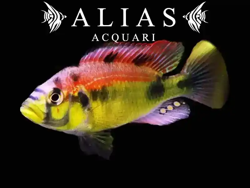 Haplochromis Aeneocolor