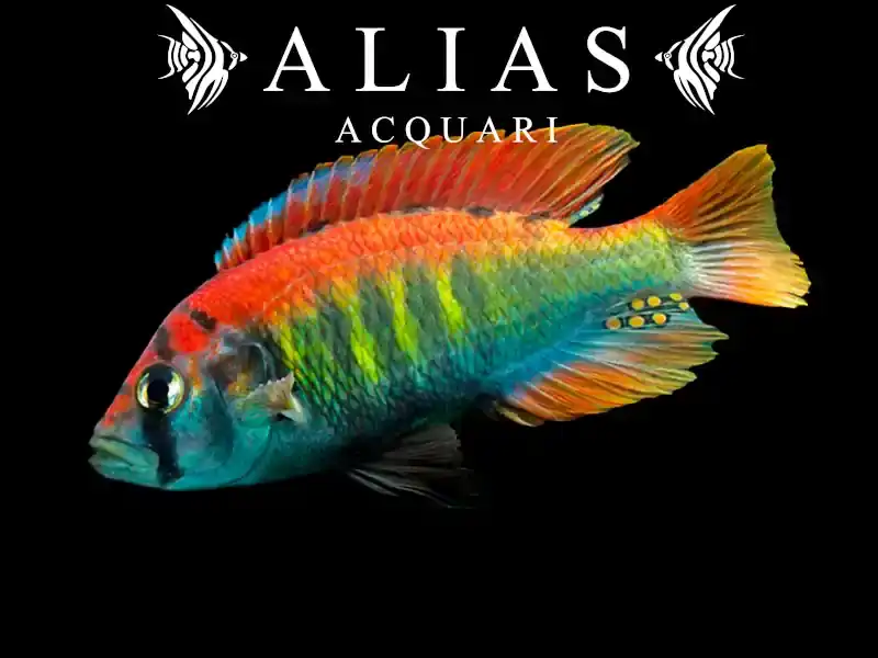 Haplochromis Nyererei