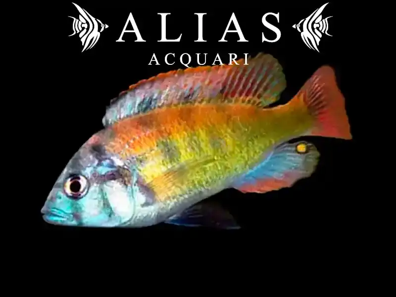 Haplochromis Obliquidens