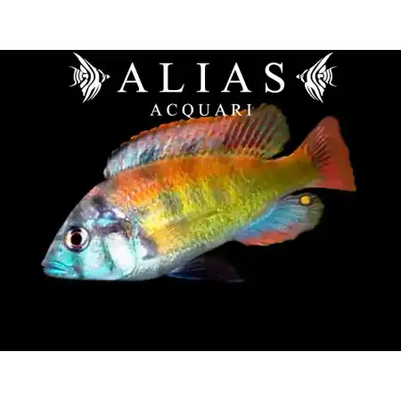 Haplochromis Obliquidens
