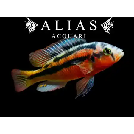 Haplochromis sauvagei Rock Kribensis