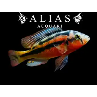 Haplochromis sauvagei Rock Kribensis