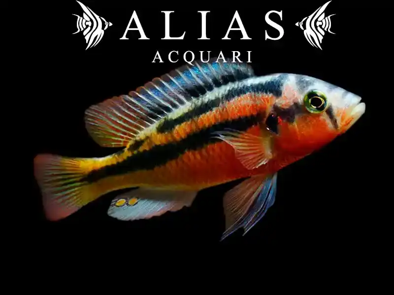 Haplochromis sauvagei Rock Kribensis