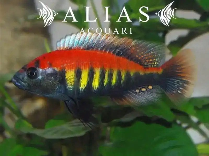 Haplochromis nyererei Ruti Island