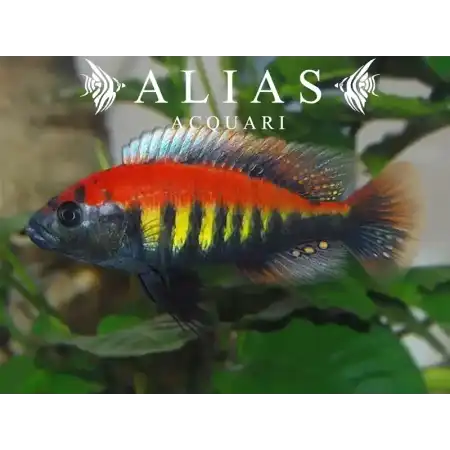 Haplochromis nyererei Ruti Island