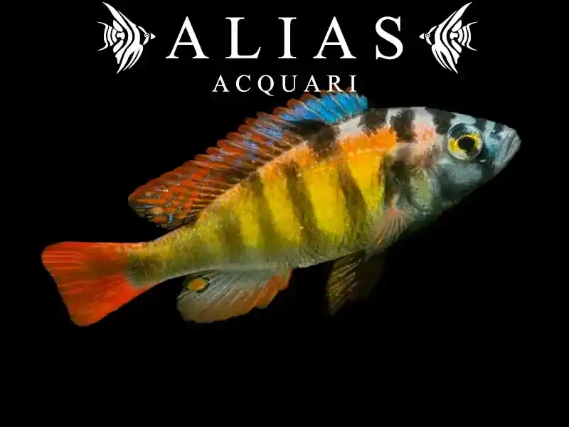 Haplochromis sp. ch 44